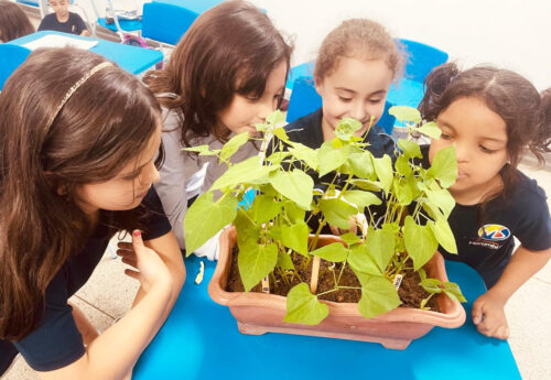 Descobrindo o desenvolvimento das plantas 🌱
