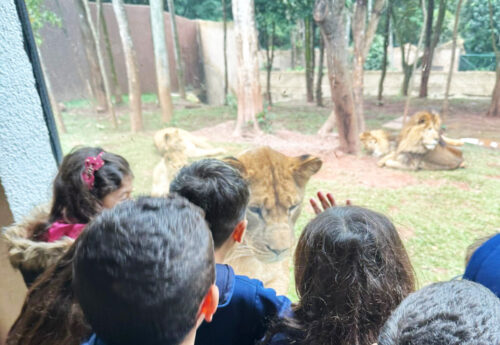 Vivência pedagógica: Simba Safari